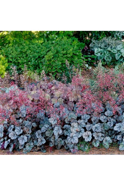 Гейхера гібридна Glitter на квітнику 